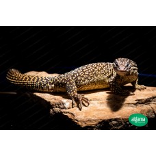 Varano enano - Varanus acanthurus